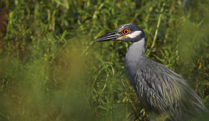 Yellow Crowned Night Heron