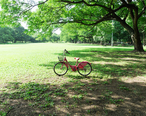 Bicycles in the park