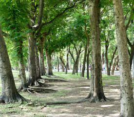 Green park at Vachirabenjatas Park (Rot Fai Park) Bangkok, Thail