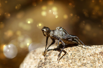 Dragonfly molt on the moss