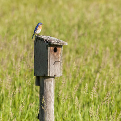 Eastern Bluebird Perched on a Nest Box