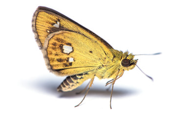 Chestnut Bob butterfly isolated on the white background.