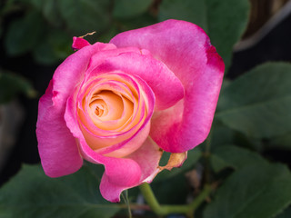 Yellow Pink Rose Blooming