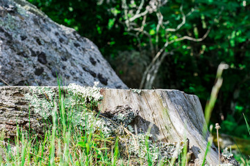 Tree Stump on Forest Floor