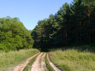 лесная дорога