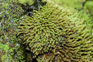 Naklejka na ściany i meble close up of green moss on the rock in the waterfall.