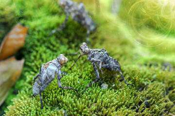 Dragonfly molt on the moss