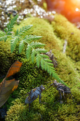 Dragonfly molt on the moss