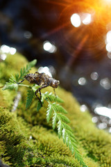 Dragonfly molt on the moss