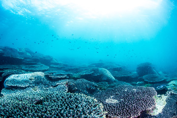 Beautiful Coral Reaf