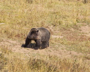 Obraz na płótnie Canvas Grizzly bear roaming for food