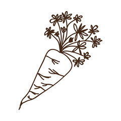 carrot vegerable icon over white background. draw design. vector illustration