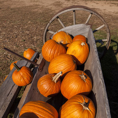 Pumpkin in antique Bin
