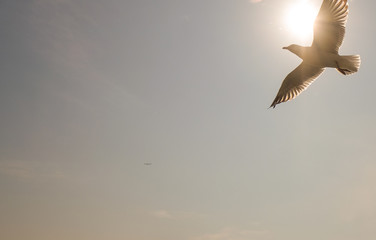 Seagull flying on sky of the coast at Bangpoo, Thailand.