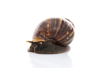 Garden snail isolated on white...