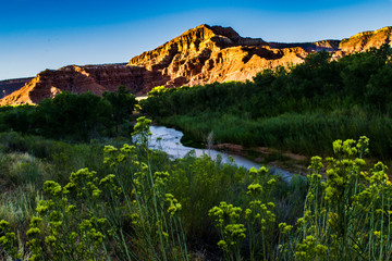 Beautiful Flowers Infront of Rivers in Utah