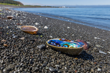 Selective focus of colorful shells on a beach © anastasiaras
