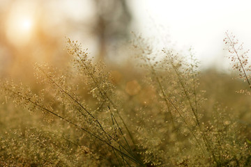 Small flower grass and sunlight.