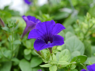 blue Petunia flower