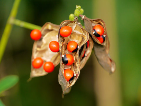 Beautiful seeds are poisonous "Jequirity seeds".