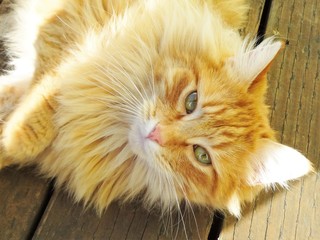 A gorgeous cat laying to relax 