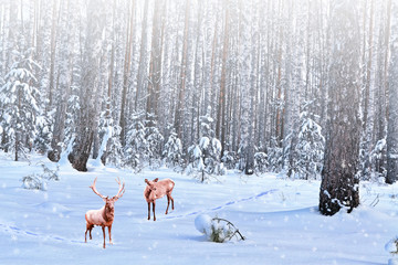  forest in the frost. Winter landscape. Snow covered trees.