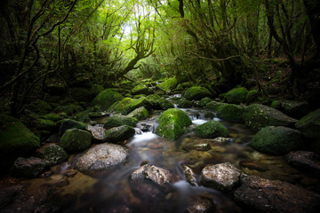 River in forest