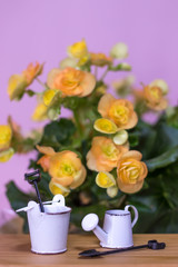 Miniature Gardening Kit with Orange Begonia Background