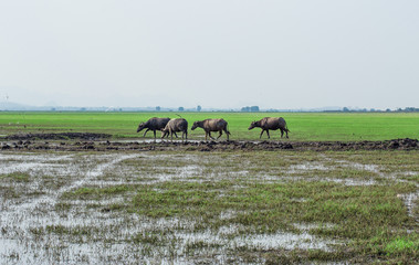 Herd of buffalo grazing near the rive