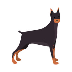 cute Doberman dog animal icon over white background. vector illustration