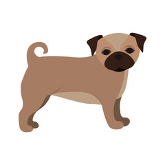cute pug dog animal icon over white background. vector illustration