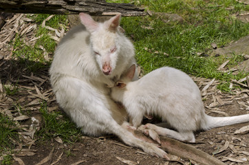 kangaroo and baby joey