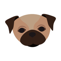cute pug dog animal icon over white background. vector illustration