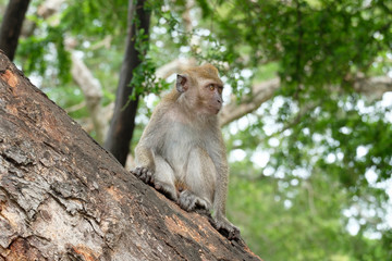 Fototapeta premium monkey