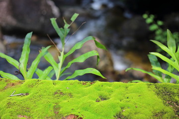 Moss on the rock