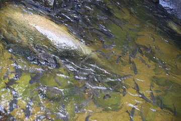 fish in Khao Cha Mao Waterfall in Rayong Thailand