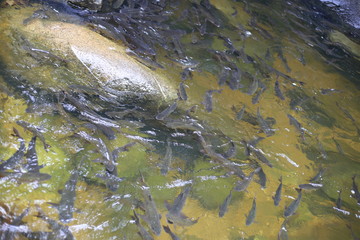 fish in Khao Cha Mao Waterfall in Rayong Thailand