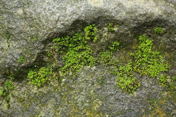 Moss on the rock