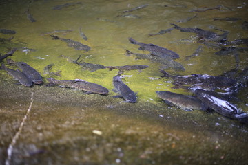 fish in Khao Cha Mao Waterfall in Rayong Thailand