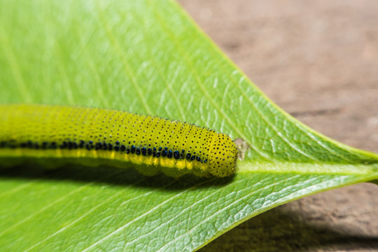 Macro View Lemon Emigrant caterpilla ,green worm