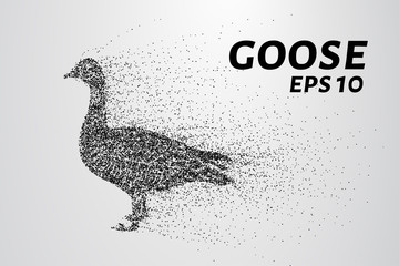 Fototapeta na wymiar Goose of the particles. Goose consists of small circles and dots. Vector illustration