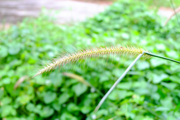 spring green grass defocused background.