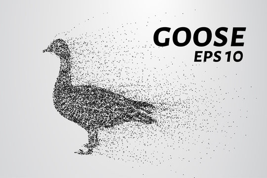 Goose of the particles. Goose consists of small circles and dots. Vector illustration