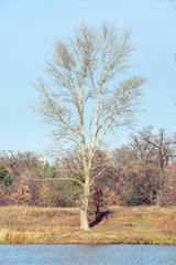 Fototapeta na wymiar Tree close to the Dnieper river in autumn