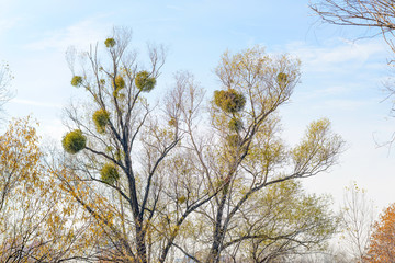 Viscum Album on the Tree
