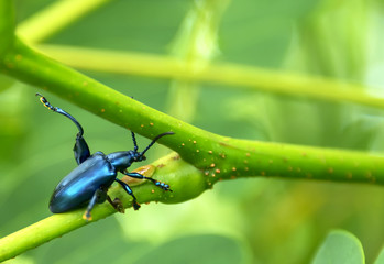 Scarab