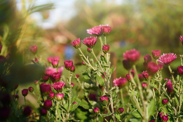red chrysanthemum flowers in sunshine