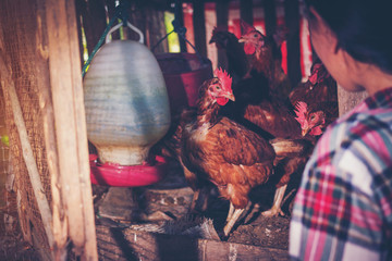 a woman garner fresh eggs in morning at hen house