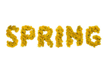 Inscription SPRING  made of yellow dandelions on a white background. Isolated