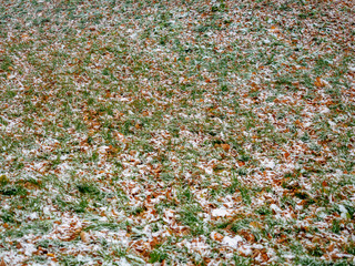 The first dropped-out snow has covered a green grass and yellow fallen leaves at the end of October.